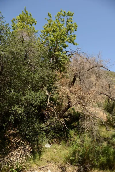 DSC_1637 (Large).JPG